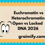 Euchromatin vs Heterochromatin Open vs Locked DNA 2026