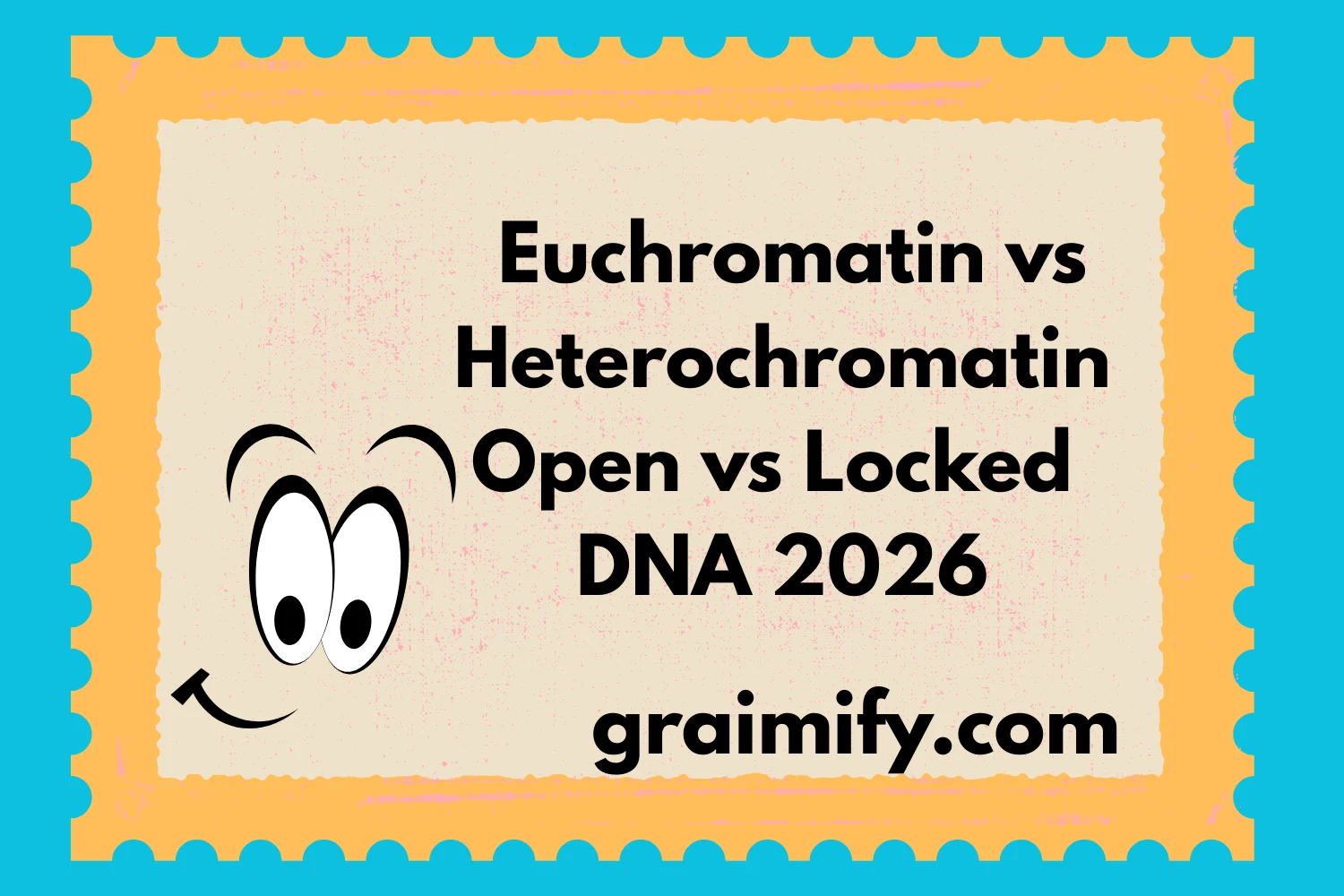 Euchromatin vs Heterochromatin Open vs Locked DNA 2026
