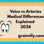 Veins vs Arteries: Medical Differences Explained 2026